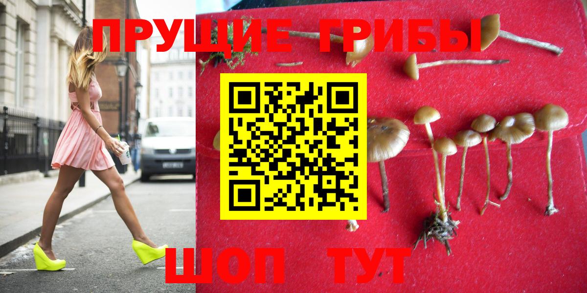 Галлюциногенные грибы Psilocybine cubensis Новодвинск